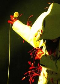 洪荒之长耳定光仙