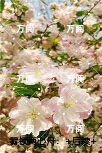 雾锁两心舟好文分享