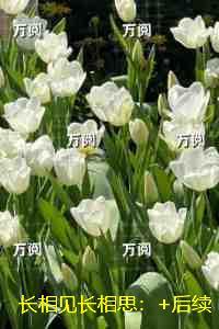 长相见长相思:人气小说未删减节选